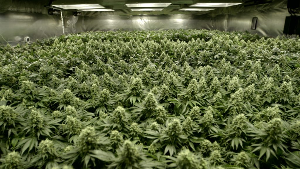 урожайность марихуаны